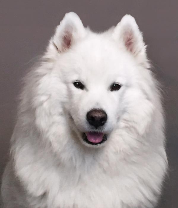 /Images/uploads/Humane Society of Utah/HSUCalendar/entries/1002thumb.jpg